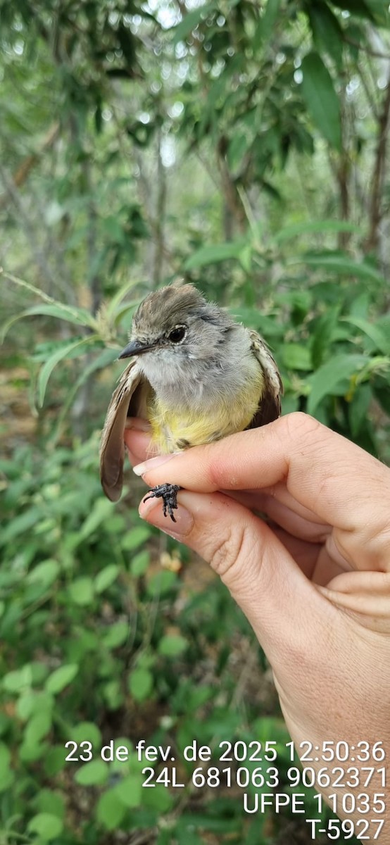 Southern Scrub-Flycatcher - ML645650167
