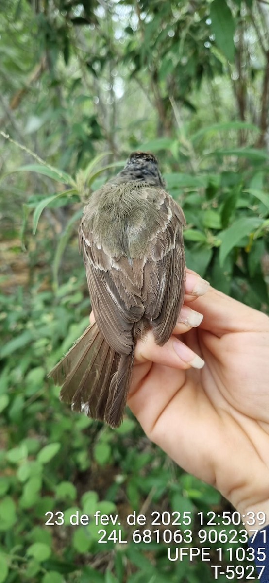 Southern Scrub-Flycatcher - ML645650168