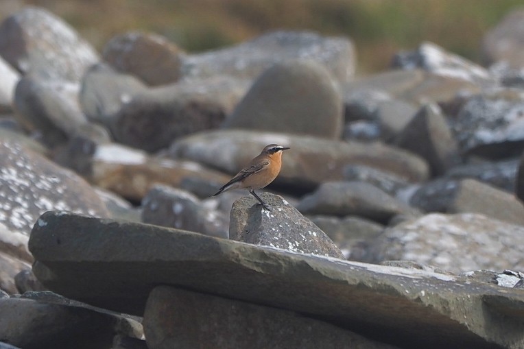 Northern Wheatear (Greenland) - ML645650179