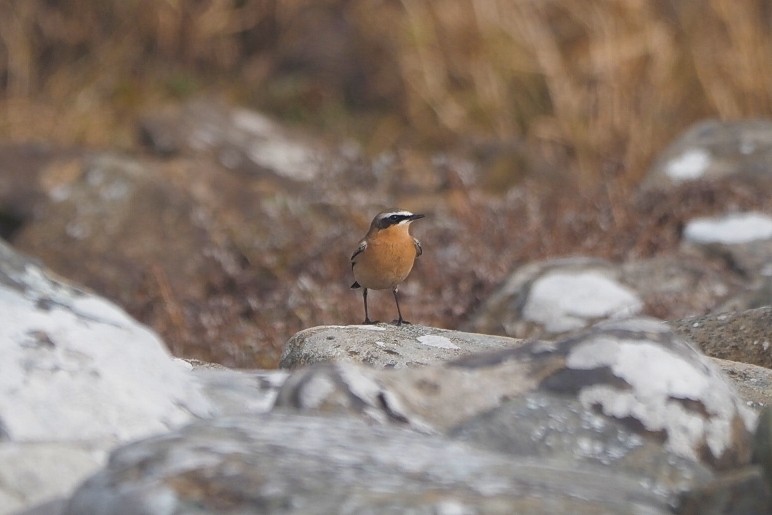 Northern Wheatear (Greenland) - ML645650180