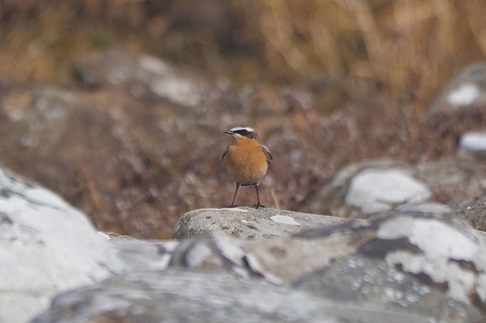 Northern Wheatear (Greenland) - ML645650181
