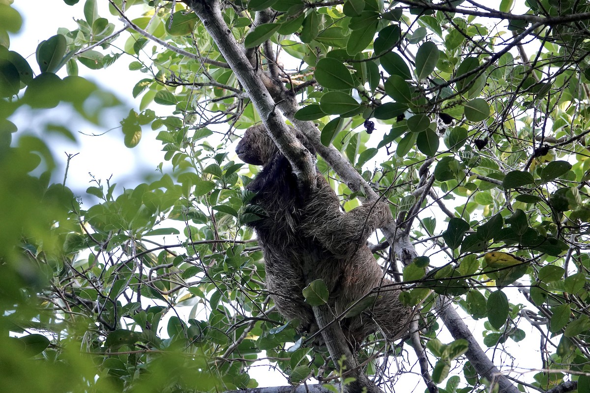 Maned Three-toed Sloth - ML645650187