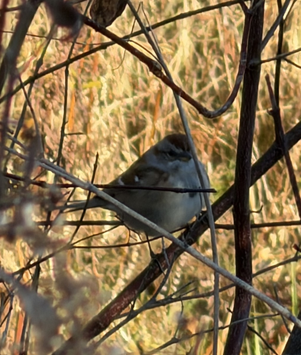 Пасовник північний - ML645650229