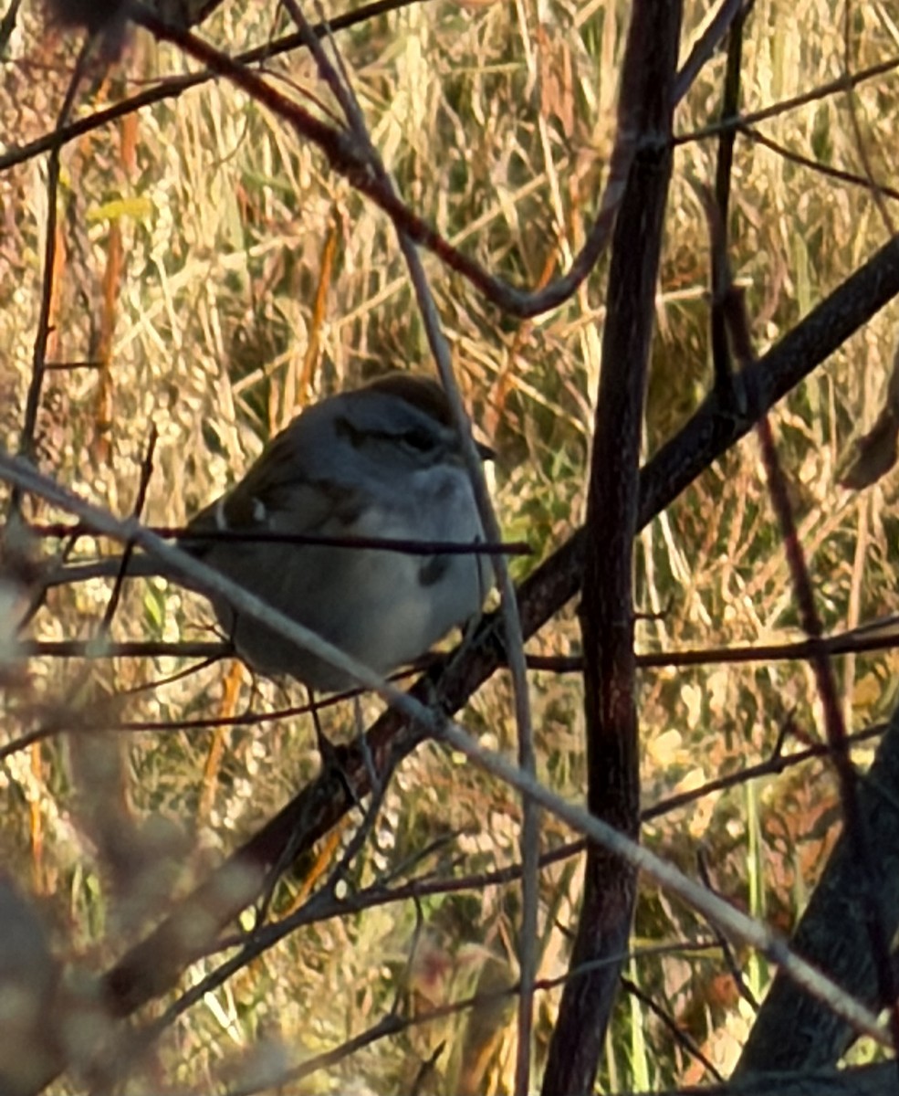Пасовник північний - ML645650230