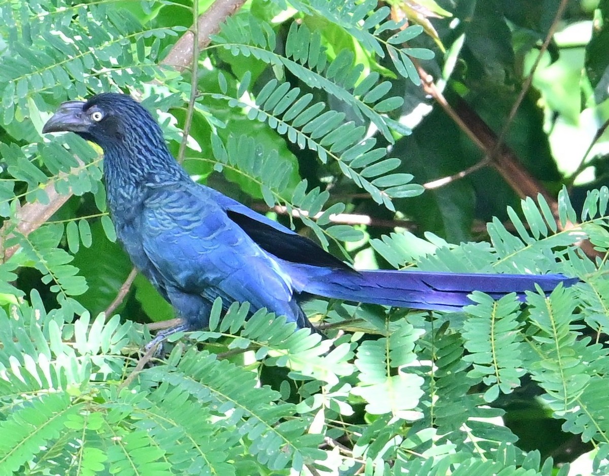 Greater Ani - ML645650234