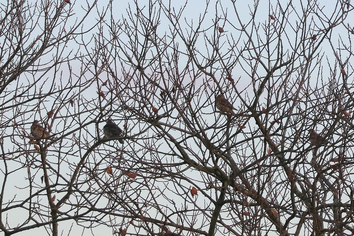 槲鶇 - ML645650235