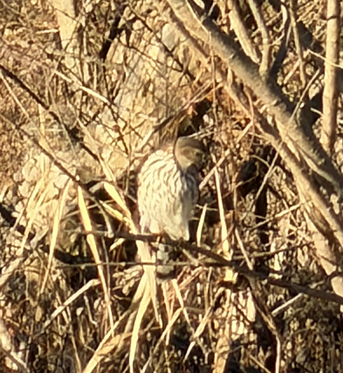 Cooper's Hawk - ML645650241