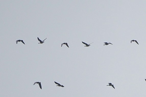 Pink-footed Goose - ML645650246