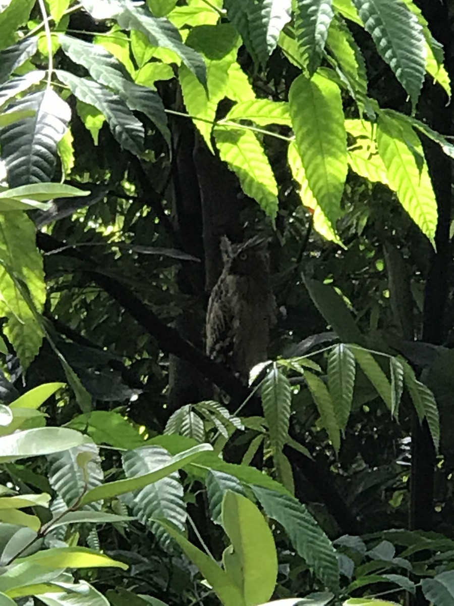 マレーウオミミズク - ML645650255