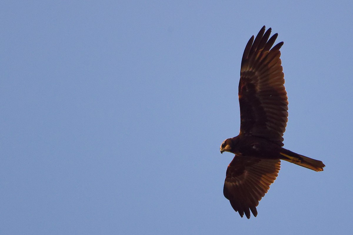 ヨーロッパチュウヒ - ML645650256