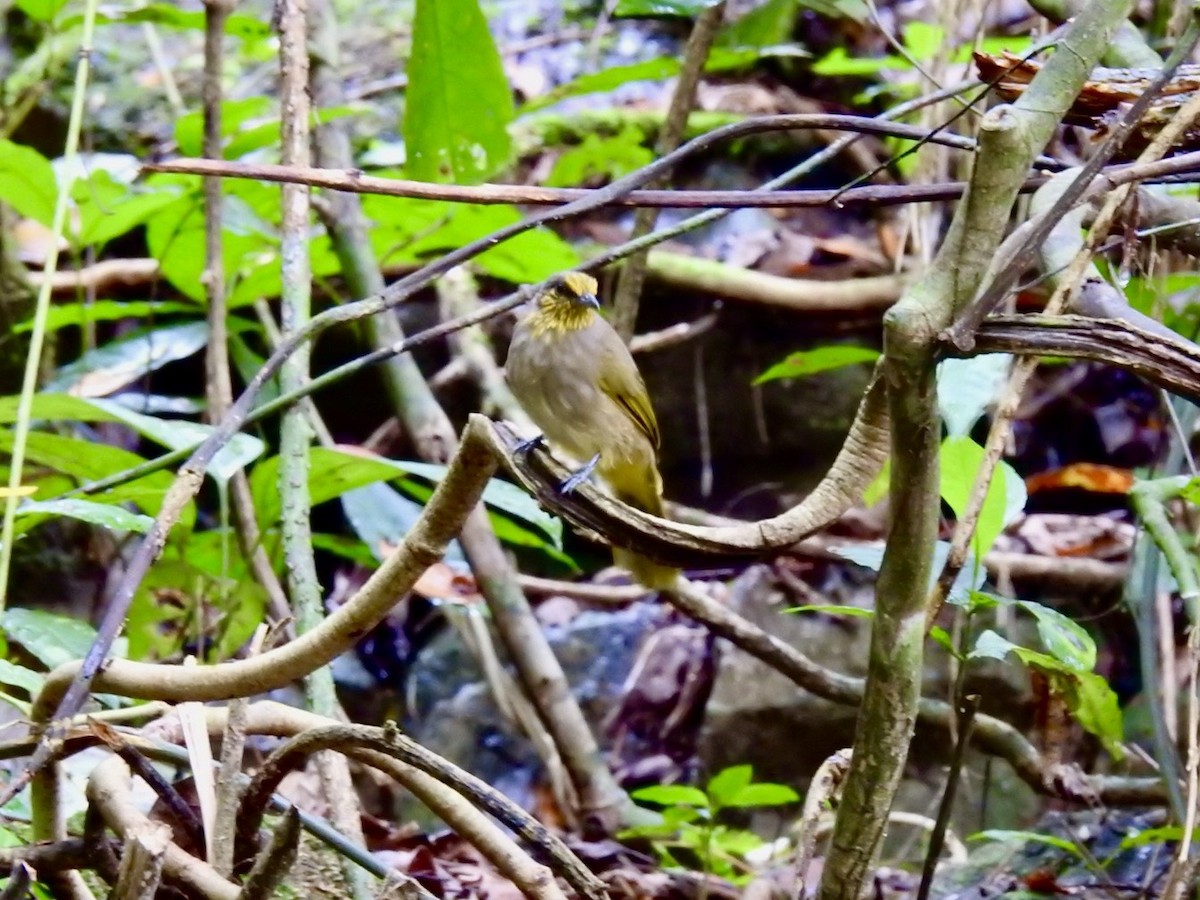 Stripe-throated Bulbul - ML645650258