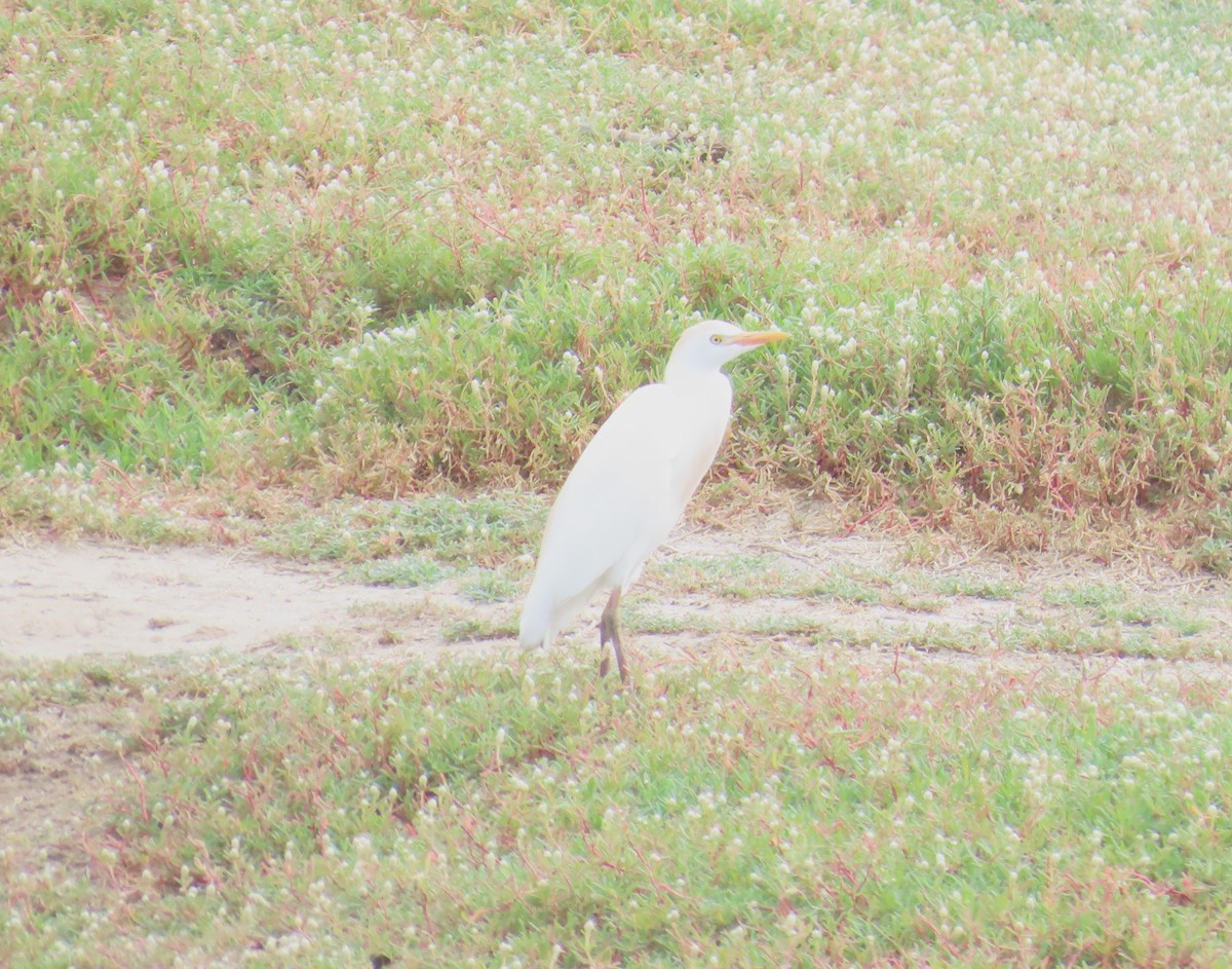 ニシアマサギ - ML645650259