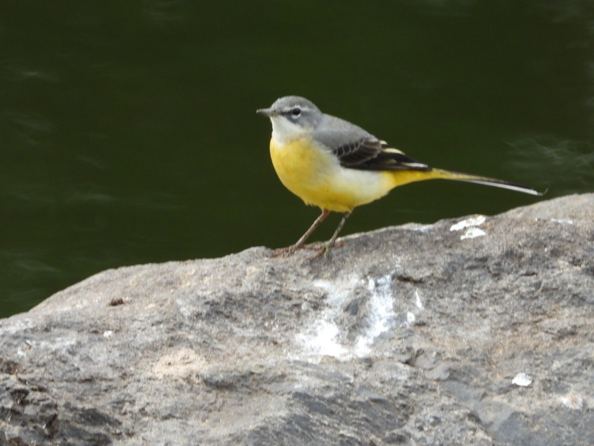 キセキレイ - ML645650261