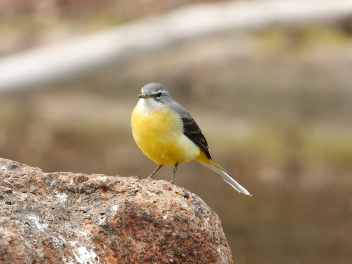 キセキレイ - ML645650262