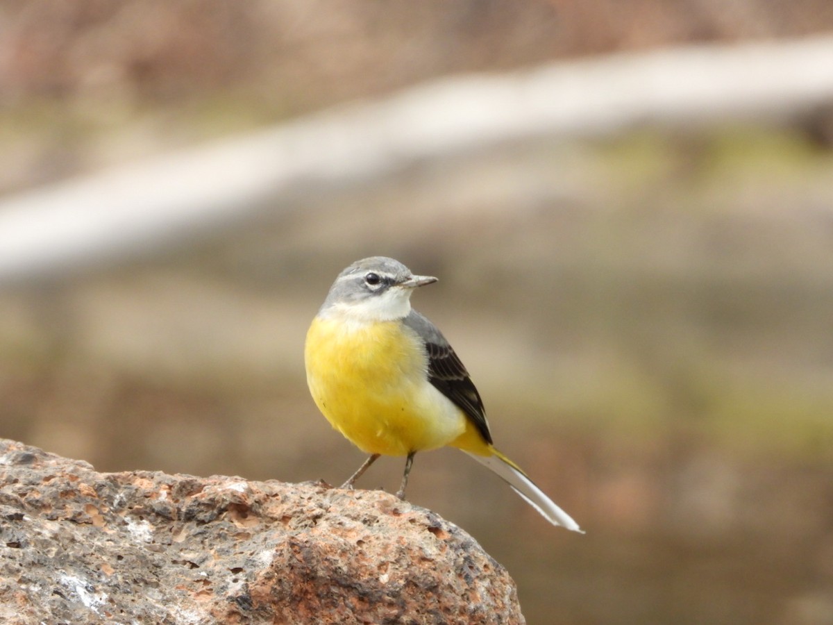 キセキレイ - ML645650263