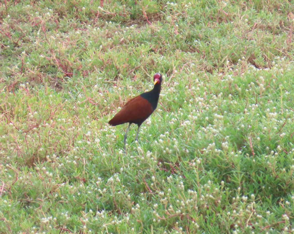 ナンベイレンカク - ML645650265