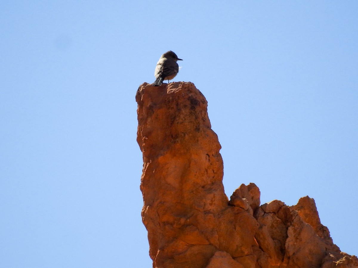 チャイロツキヒメハエトリ - ML645650266