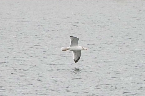 キアシセグロカモメ - ML645650267