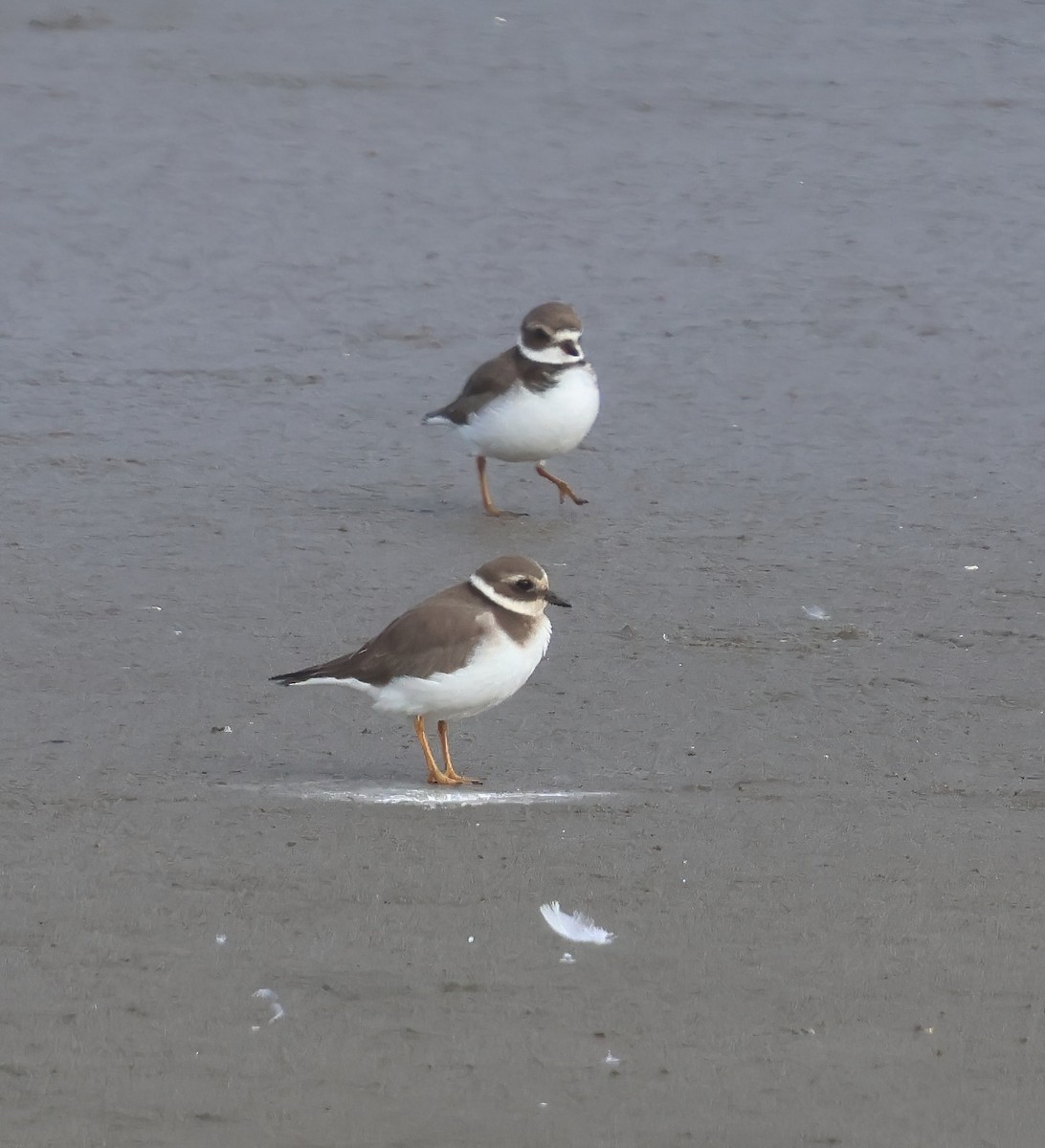 ハジロコチドリ - ML645650269