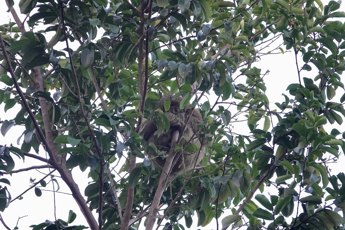 Maned Three-toed Sloth - ML645650270