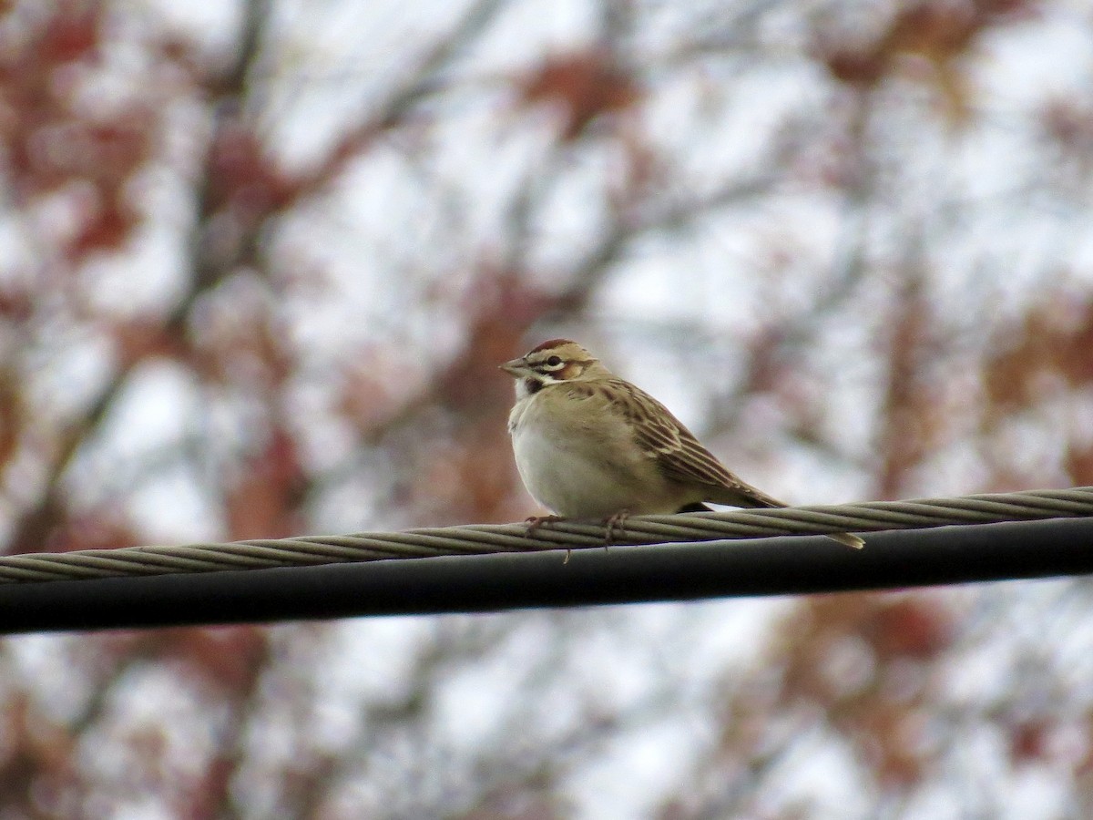 Chingolo Arlequín - ML645650271