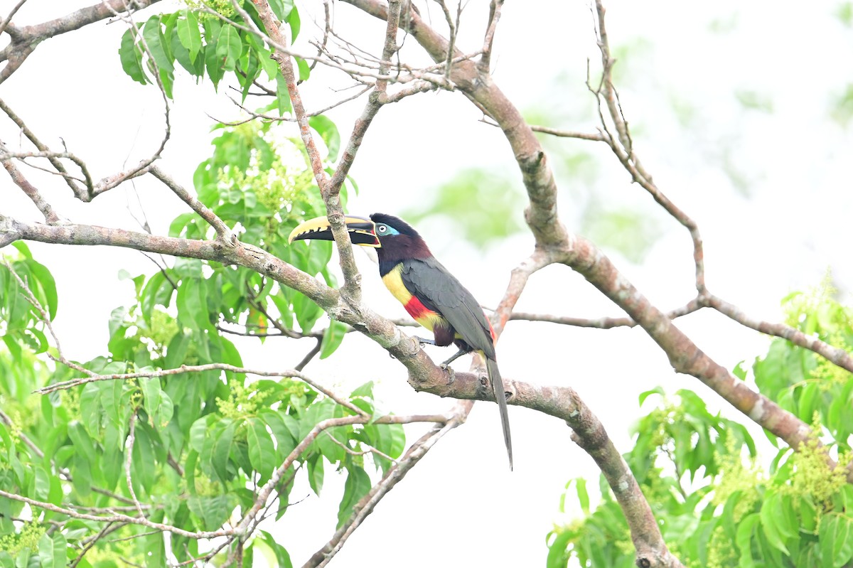 チャミミチュウハシ - ML645650273