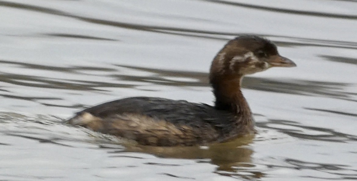 オビハシカイツブリ - ML645650274