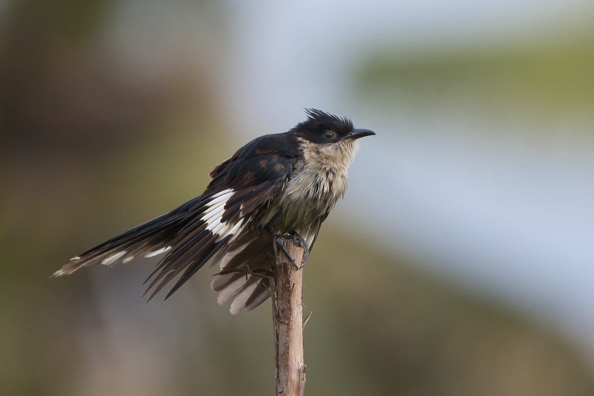 クロシロカンムリカッコウ - ML645650276