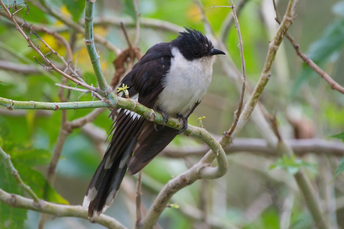 クロシロカンムリカッコウ - ML645650277