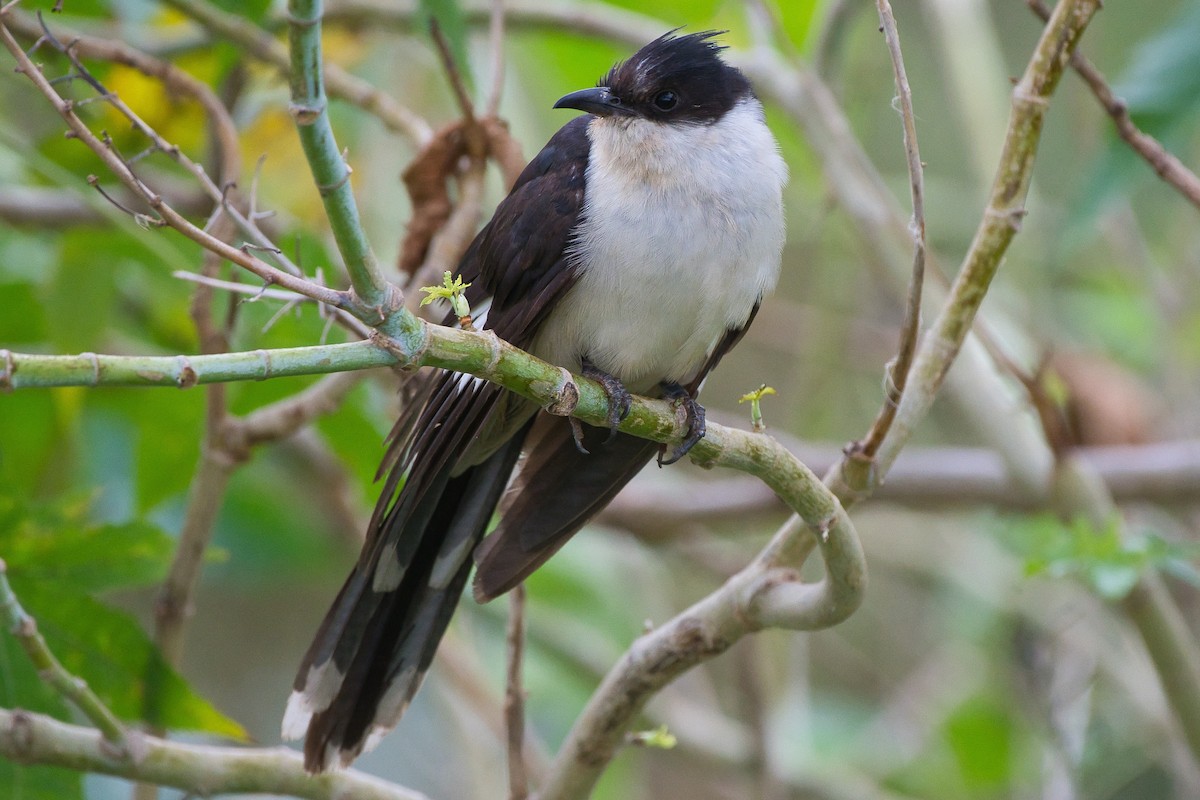 クロシロカンムリカッコウ - ML645650278