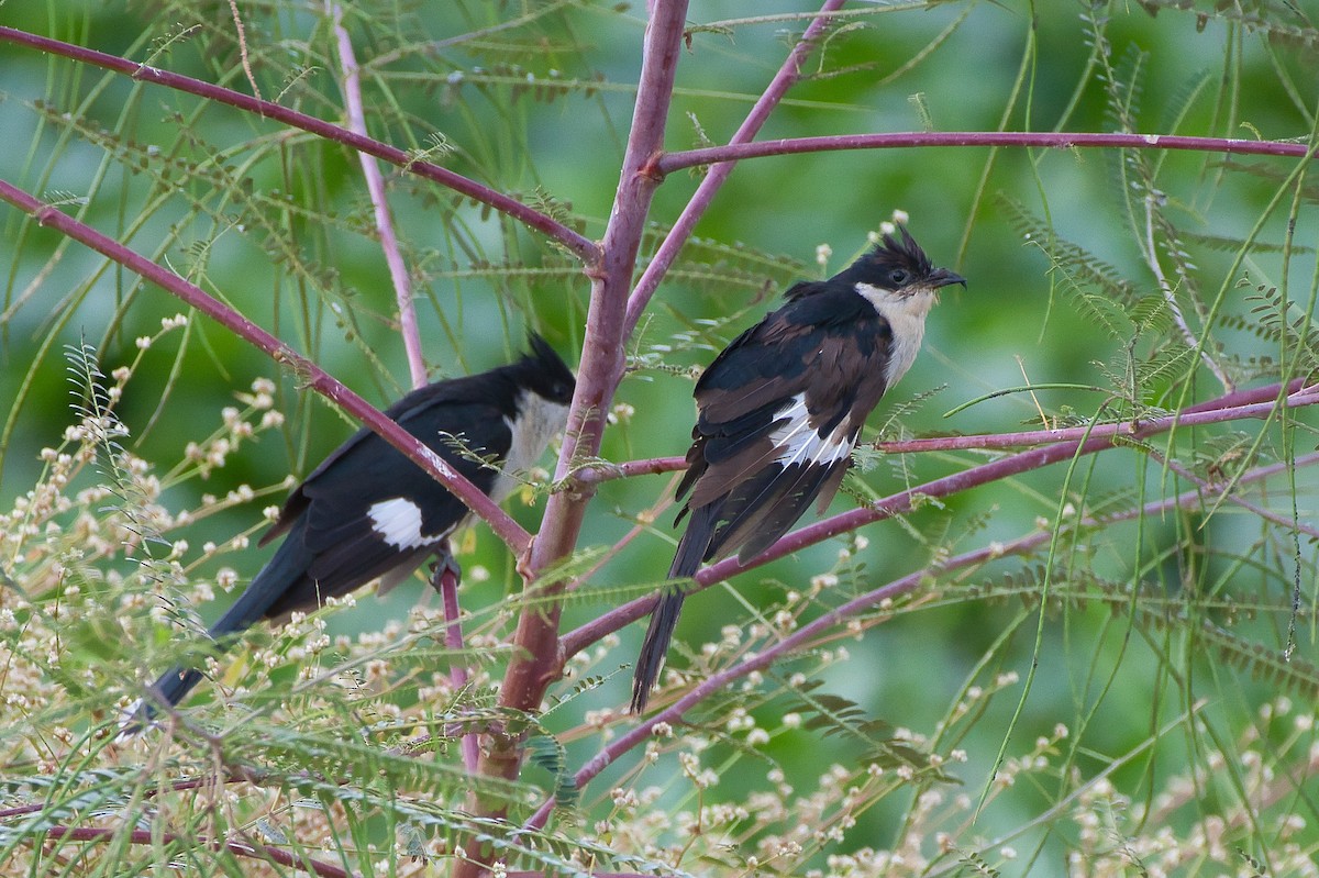 クロシロカンムリカッコウ - ML645650279