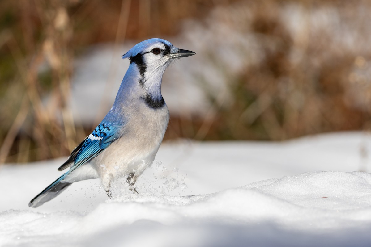 アオカケス - ML645650280