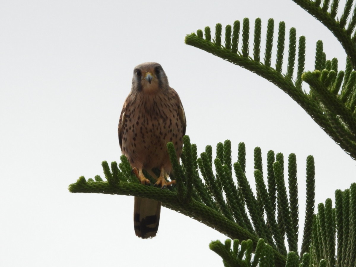 チョウゲンボウ - ML645650283