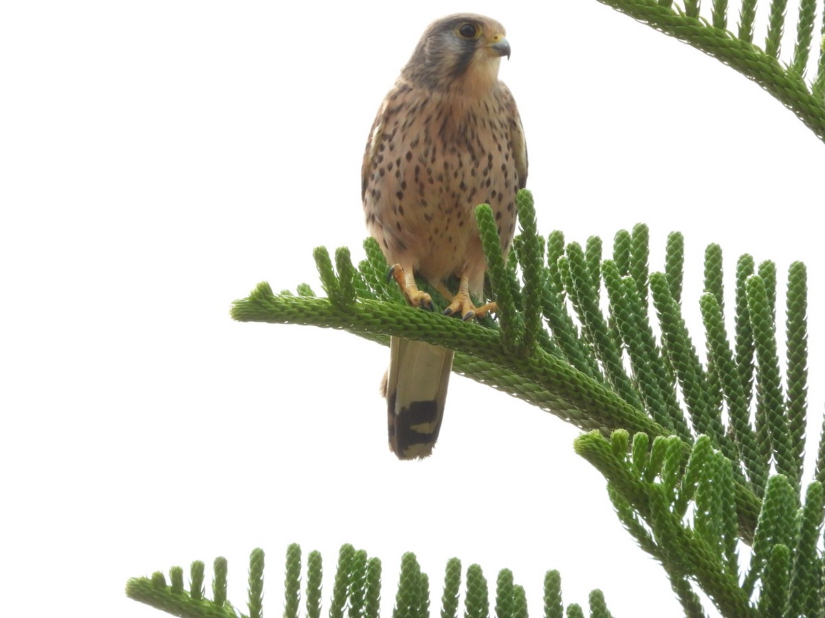 チョウゲンボウ - ML645650284