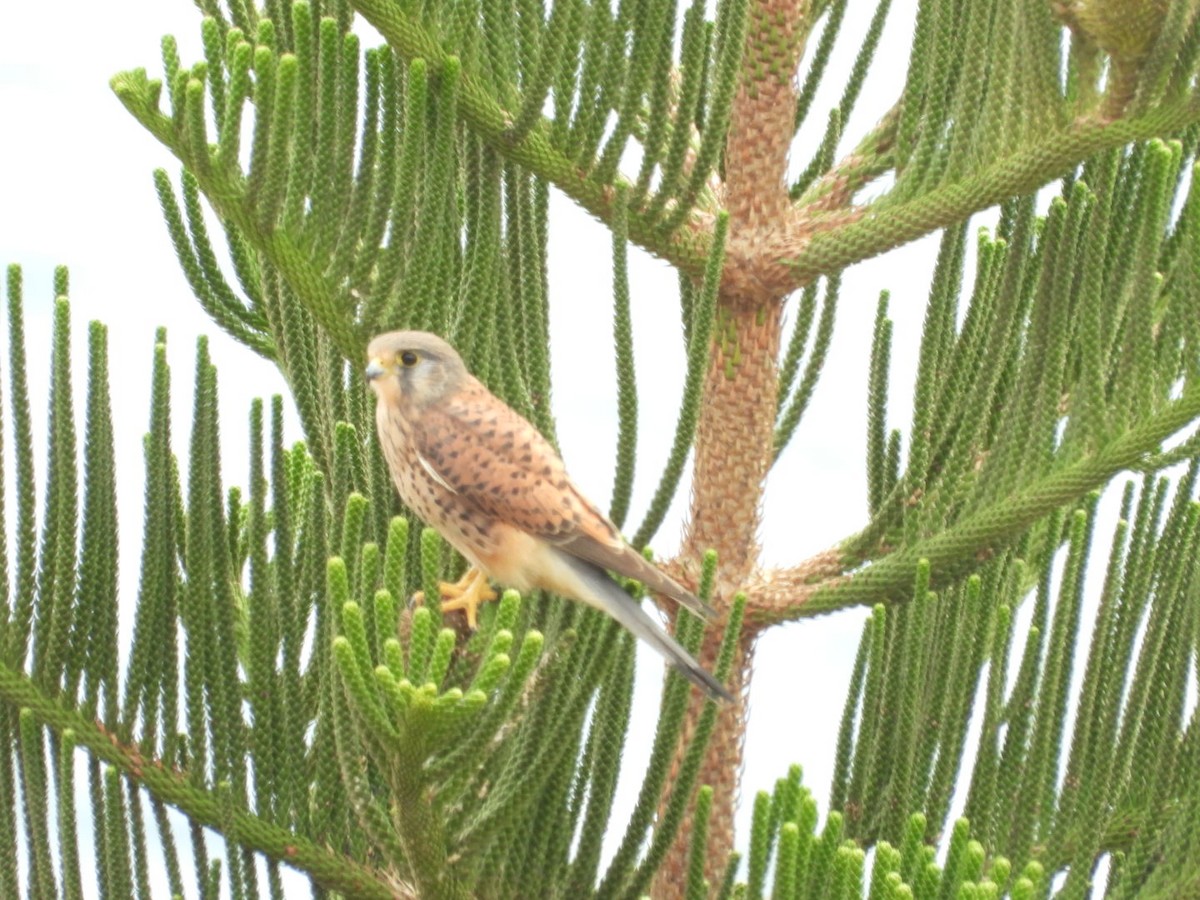 チョウゲンボウ - ML645650285