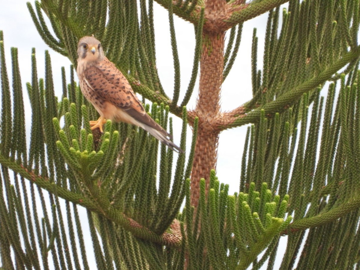 チョウゲンボウ - ML645650286