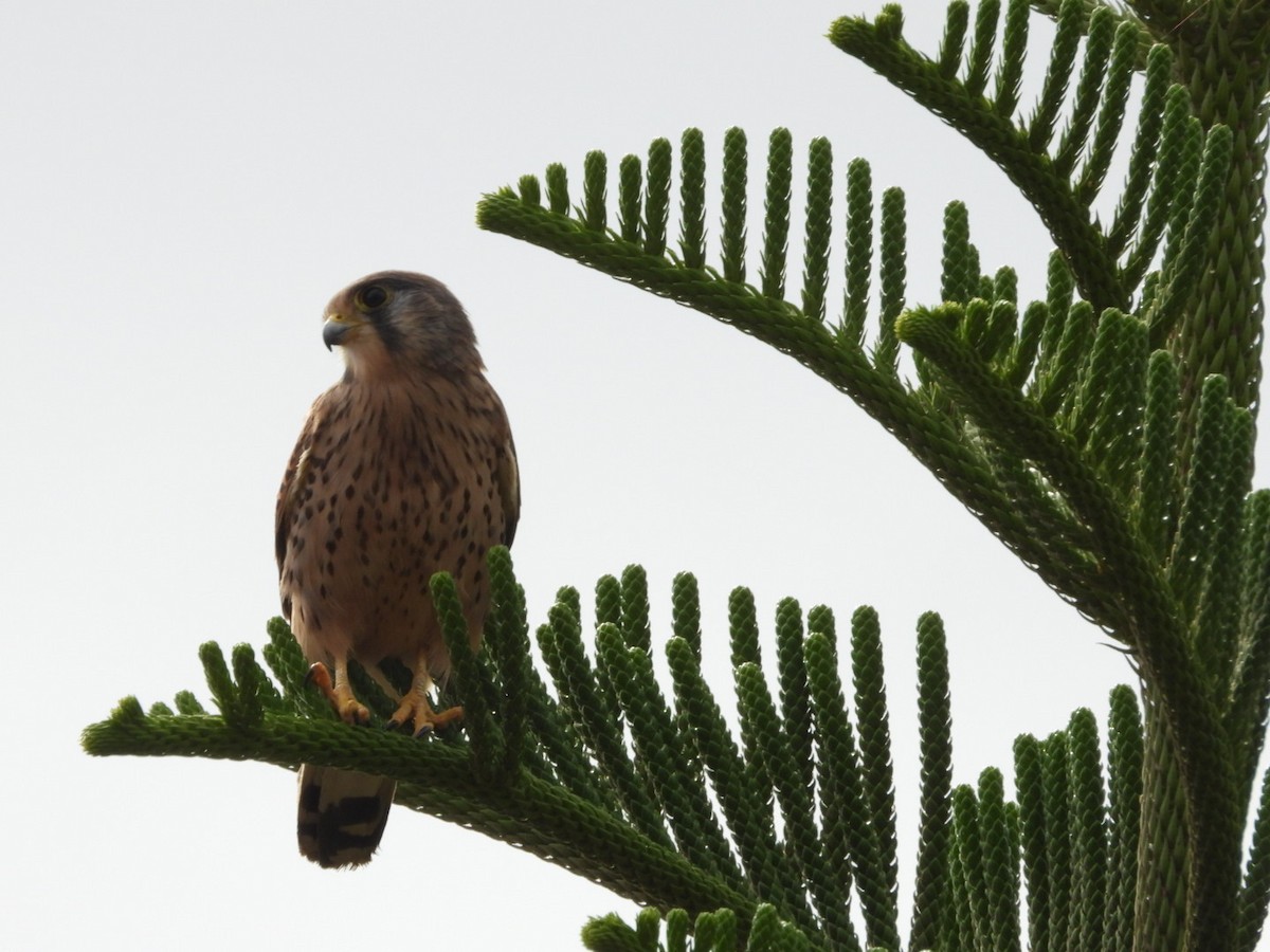 チョウゲンボウ - ML645650287