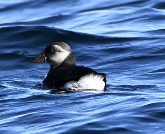 ニシツノメドリ - ML645650289