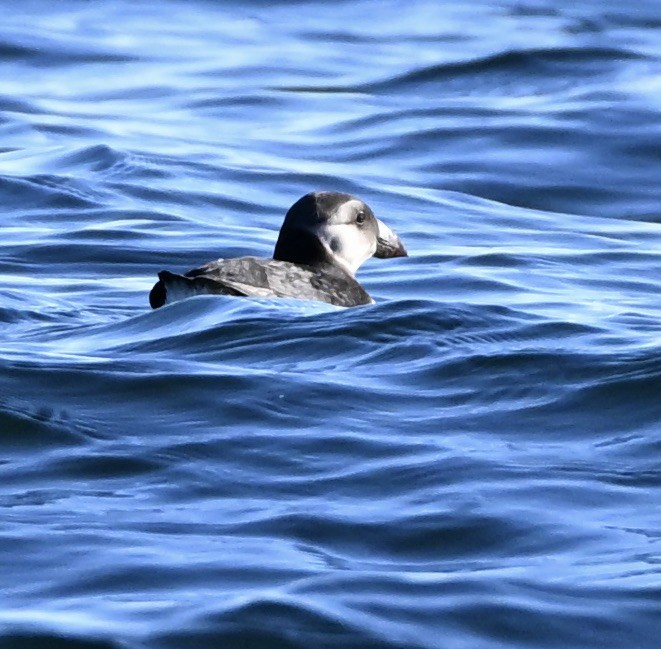 ニシツノメドリ - ML645650290