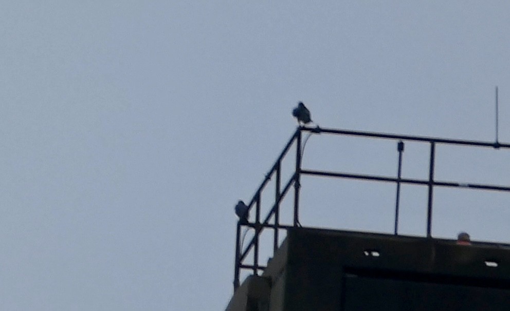 ハヤブサ - ML645650291