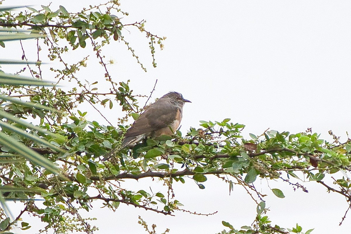 Plaintive Cuckoo - ML645650292