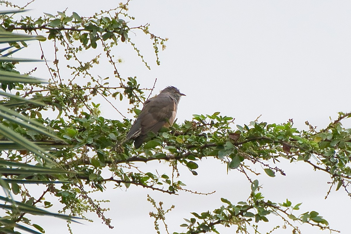 Plaintive Cuckoo - ML645650293
