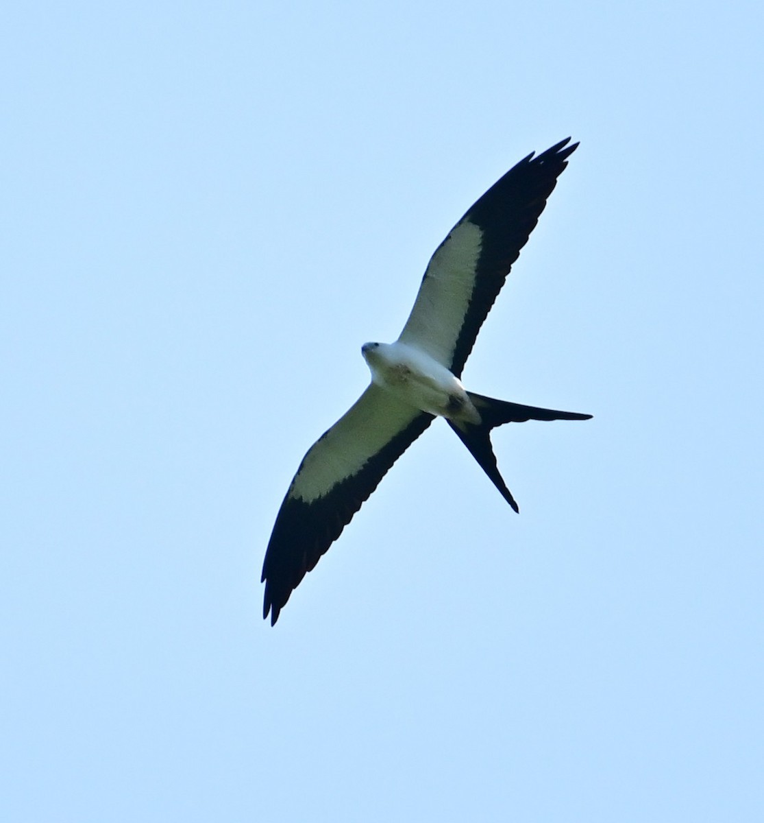 ツバメトビ - ML645650294