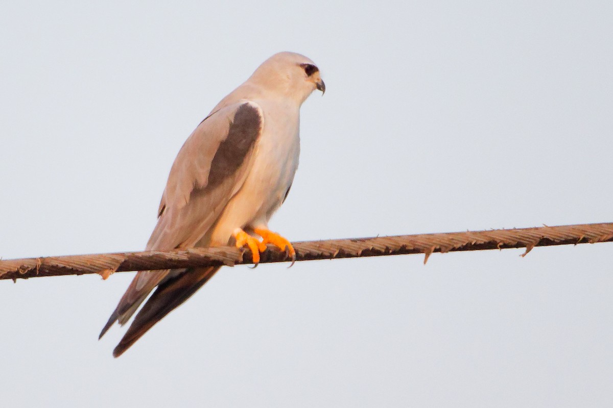 カタグロトビ - ML645650299