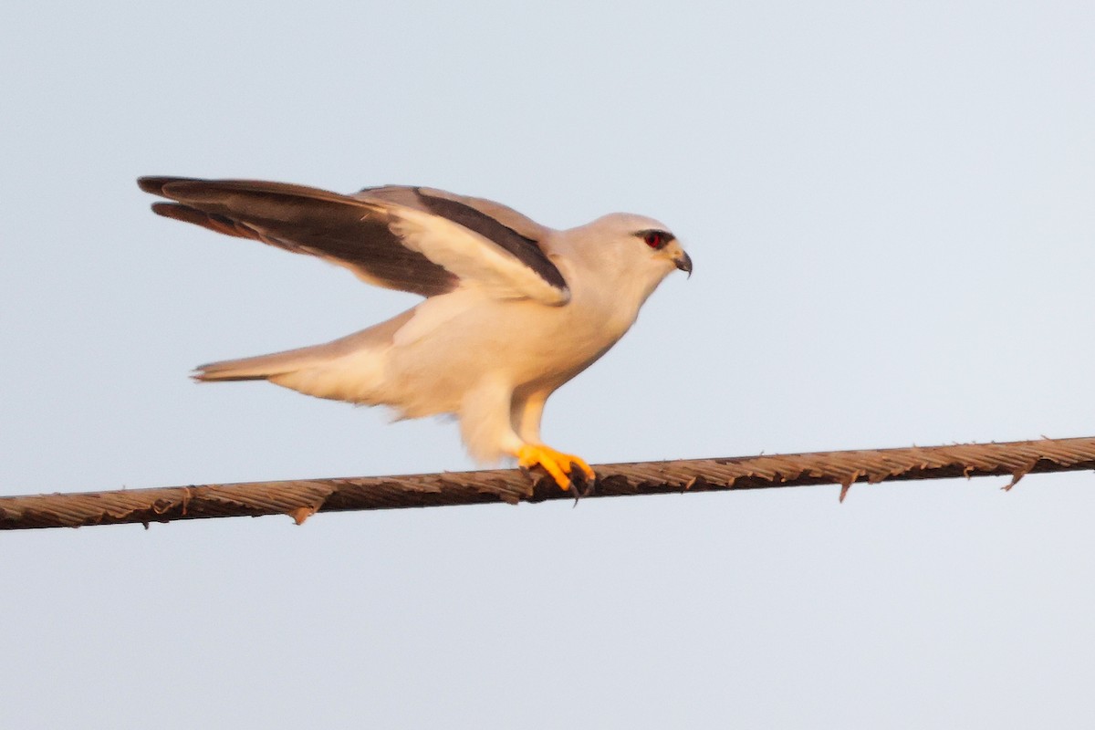 カタグロトビ - ML645650300