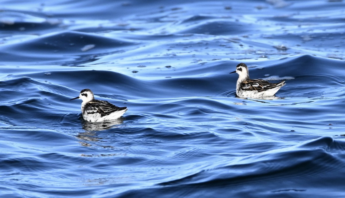 アカエリヒレアシシギ - ML645650310