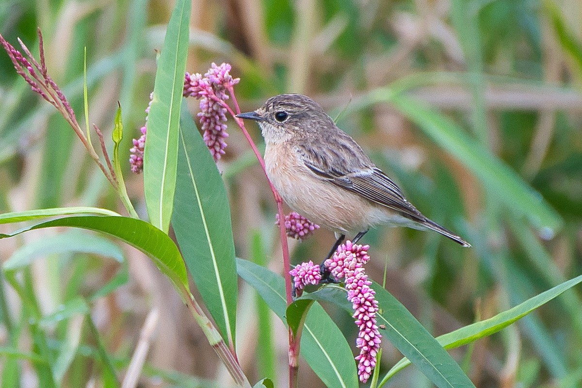 Siberian Stonechat - ML645650314