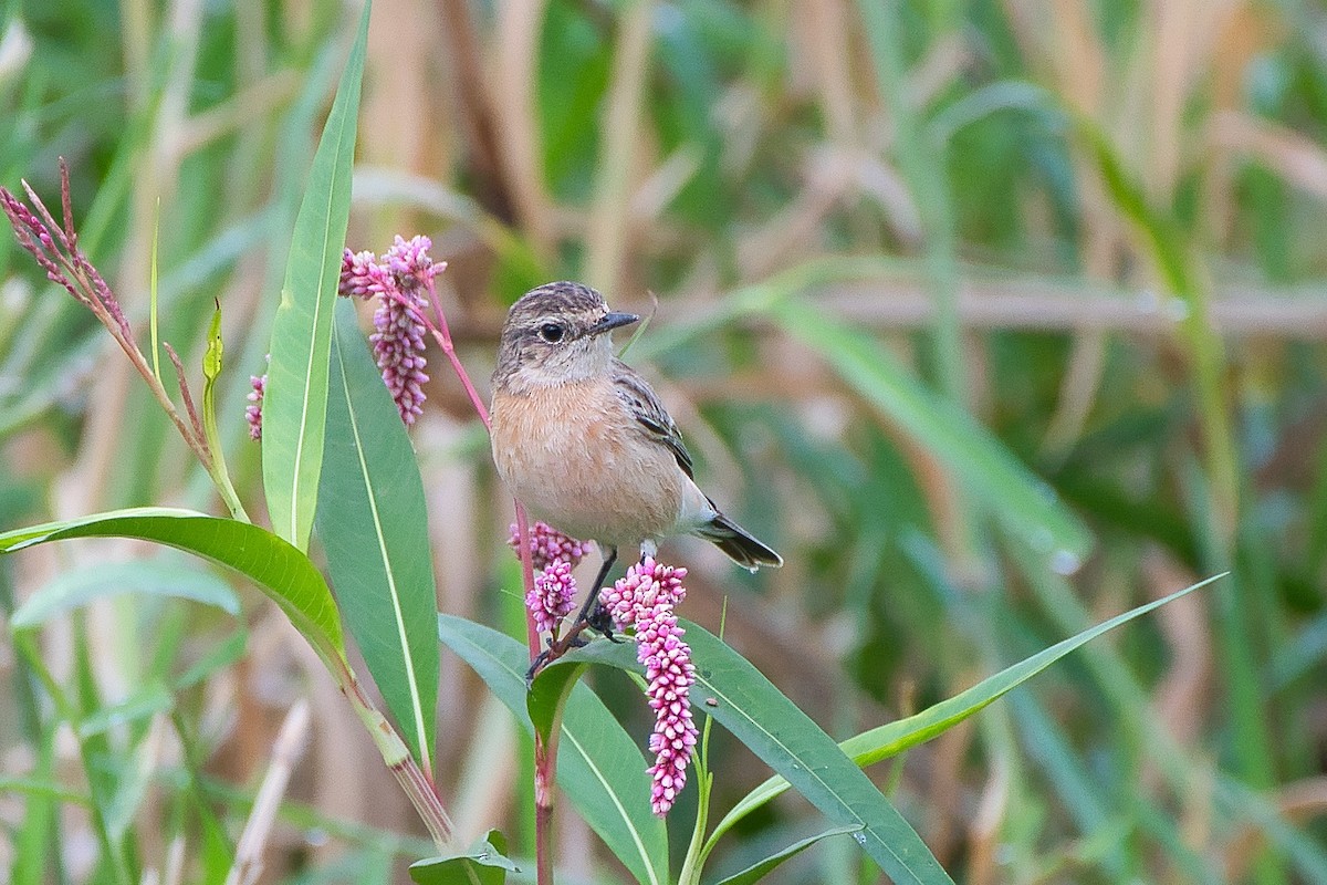Siberian Stonechat - ML645650315