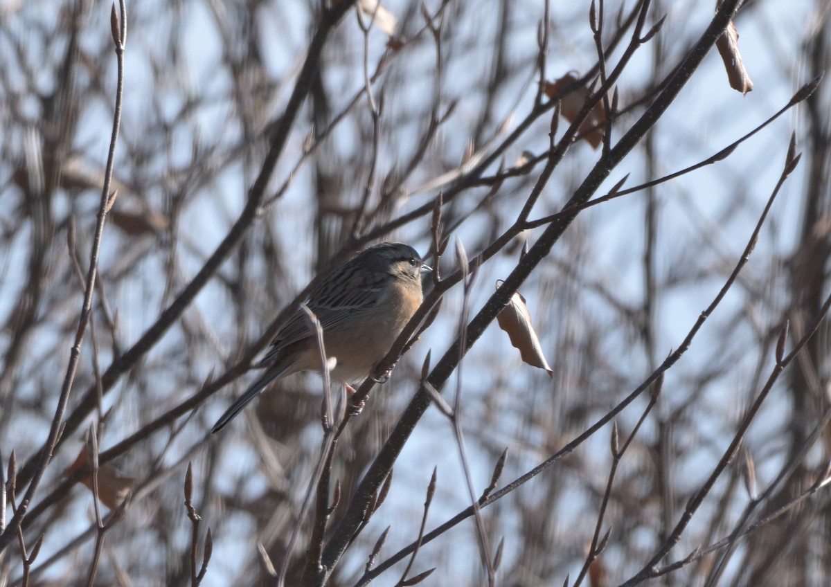 Rock Bunting - ML645650316
