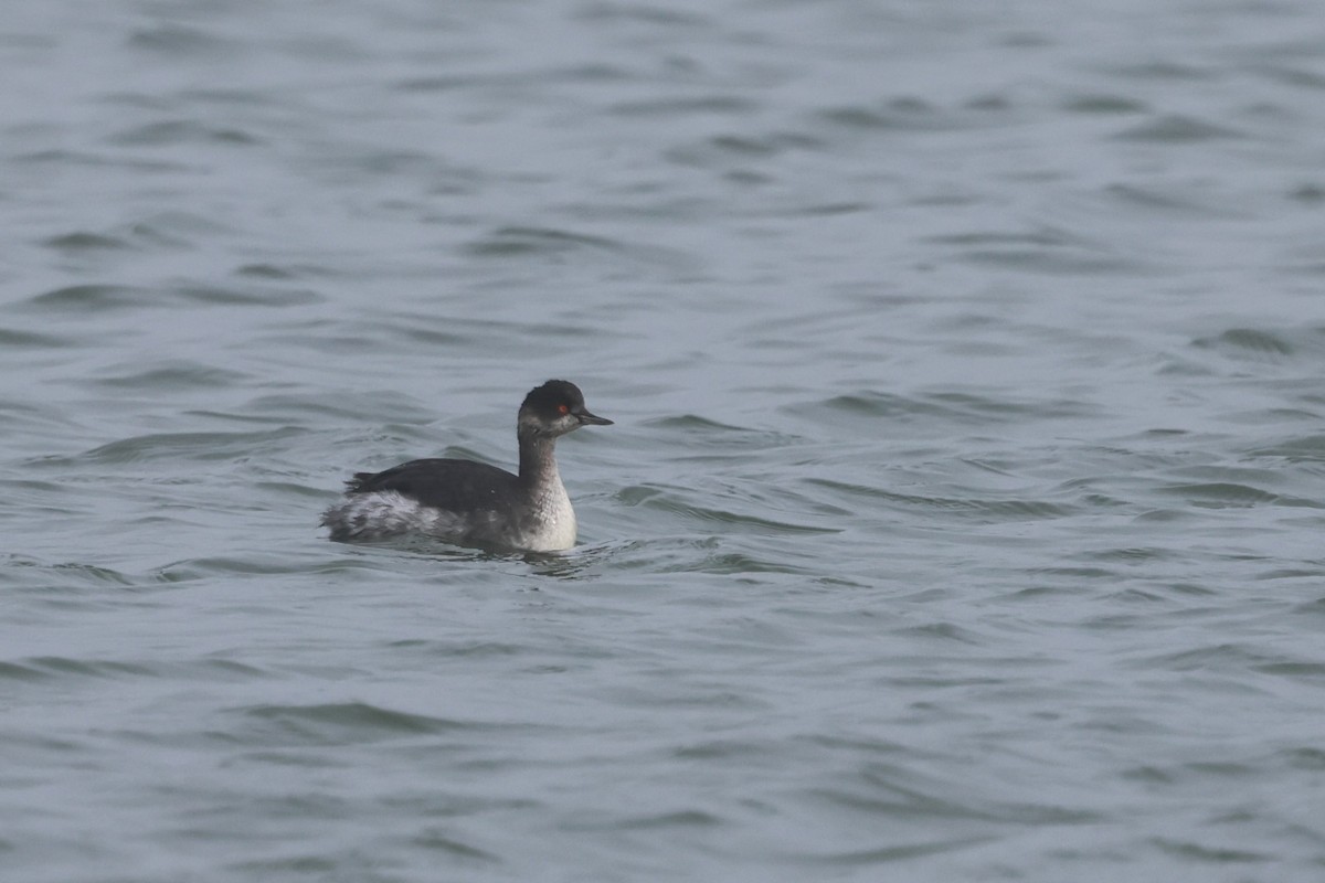 Eared Grebe - ML645650317